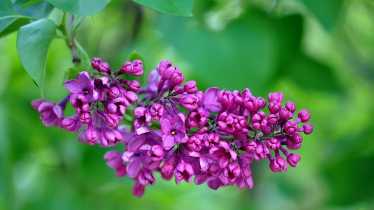 Сирень обыкновенная Ладога