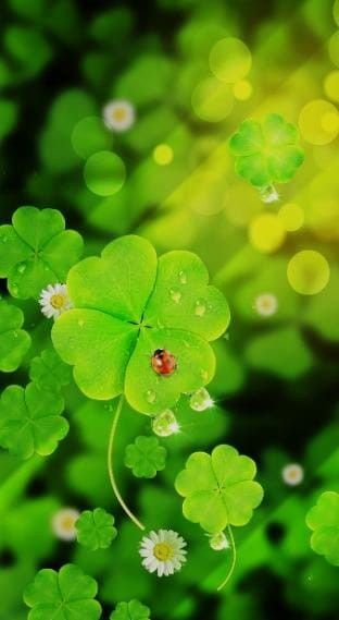 Ирландский Клевер четырехлистный