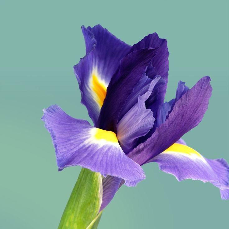 Ирис сплендида