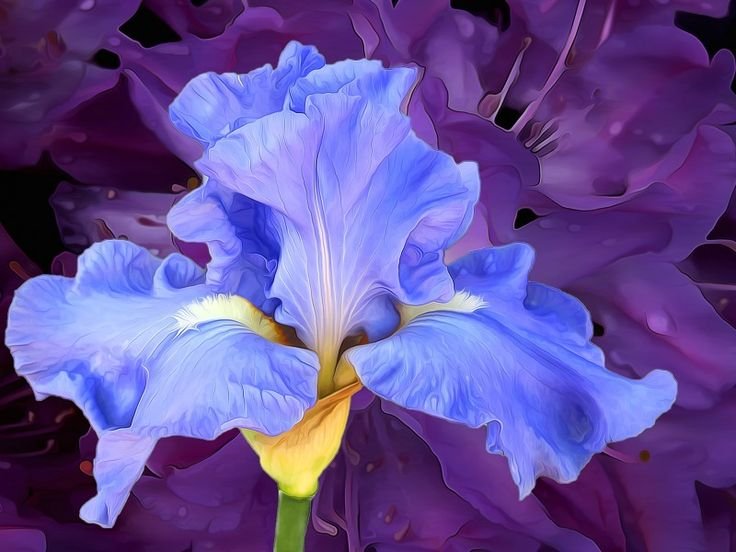 Цветок Ирис Касатик