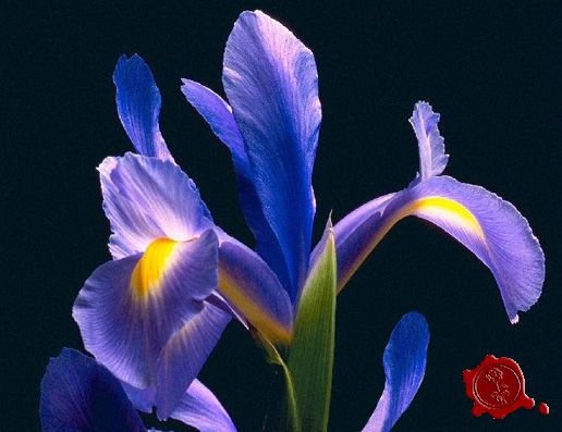 Ирис голландский перпл