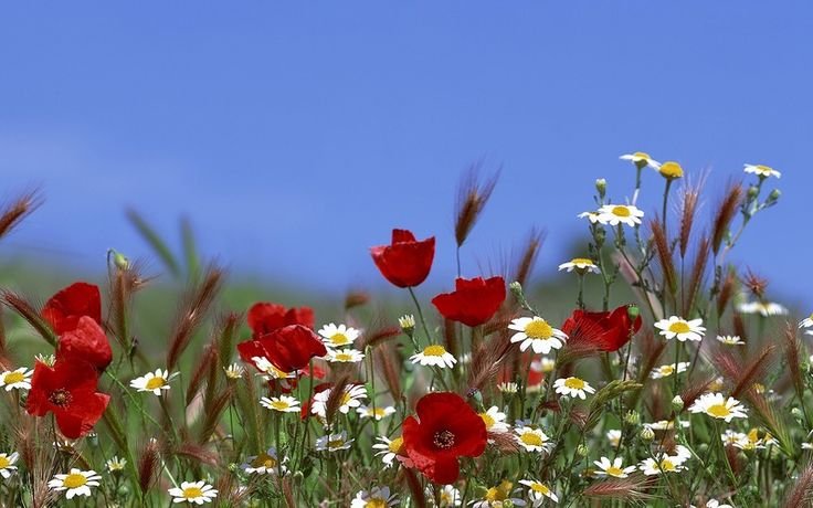 Летние полевые цветы