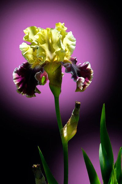 Ирис цветок