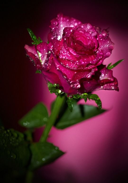 Мерцающие розы