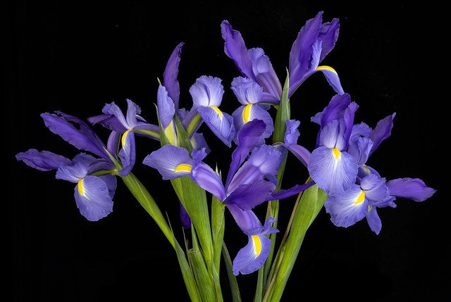 Ирис голландский белый