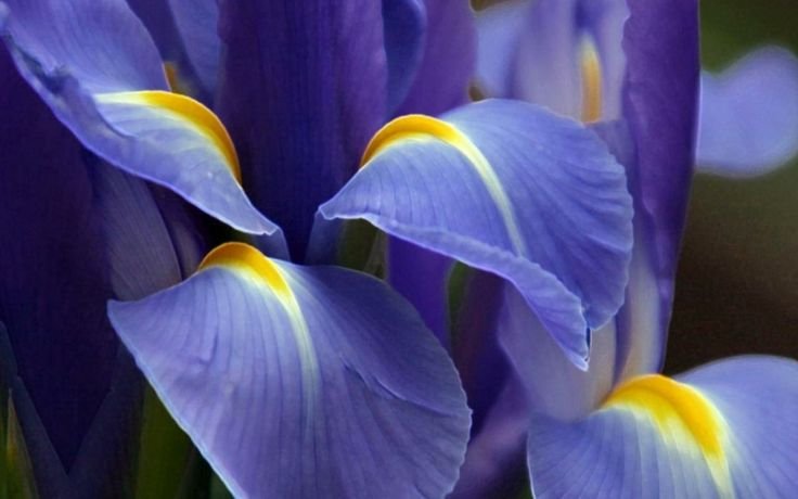 Ирис фиолетовый с желтой серединкой