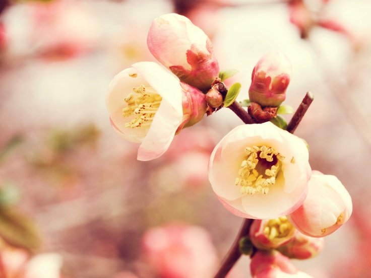 Весна цветы