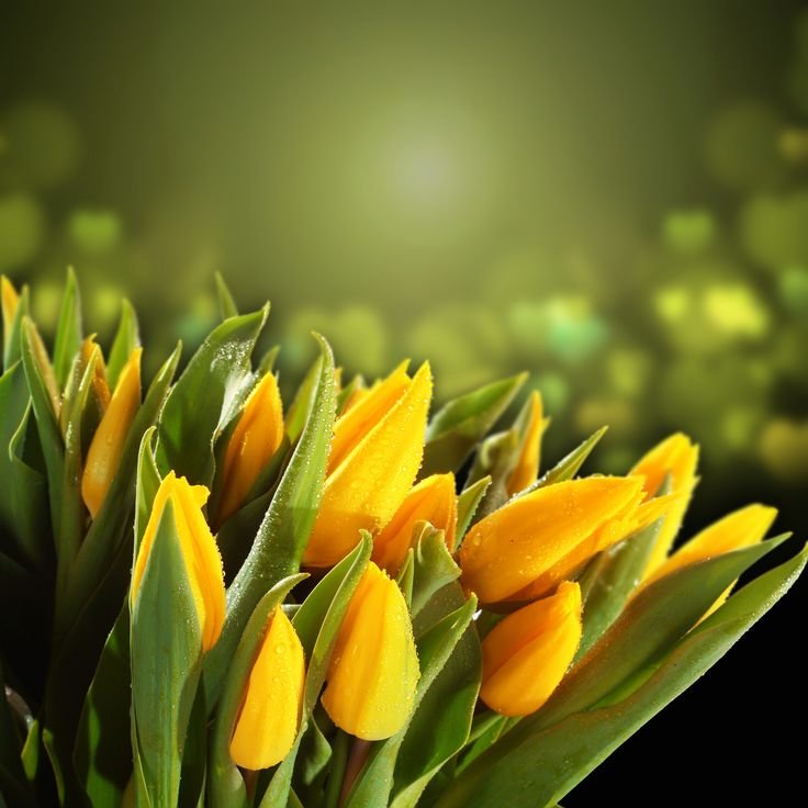 Тюльпаны в высоком качестве