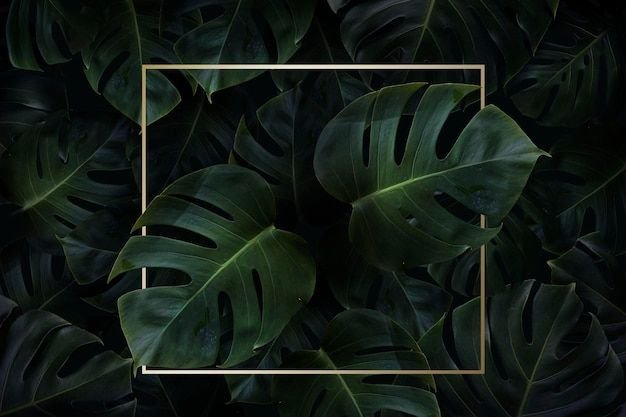 Монстера Тениус