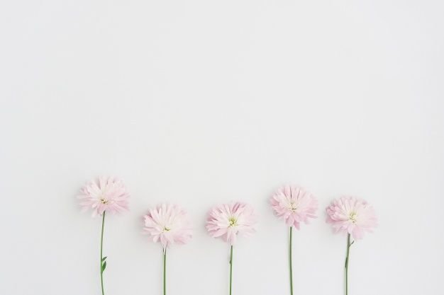 Цветы на однотонном фоне