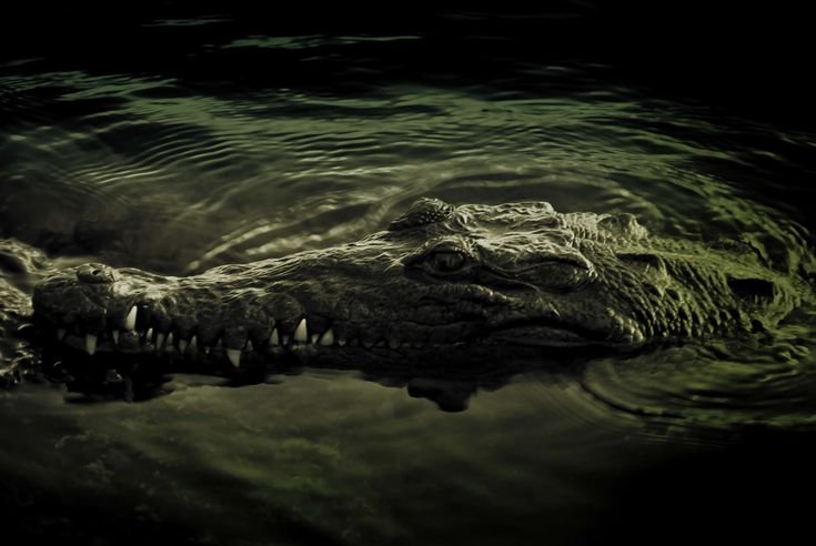 Крокодил 4к