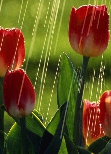 Цветы тюльпаны