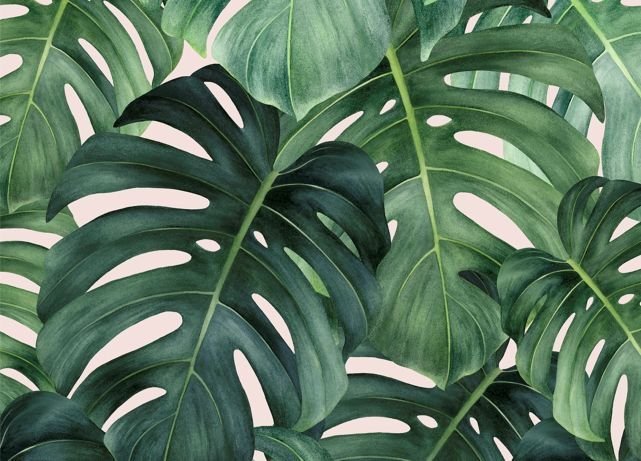 Монстера деликатесная лист