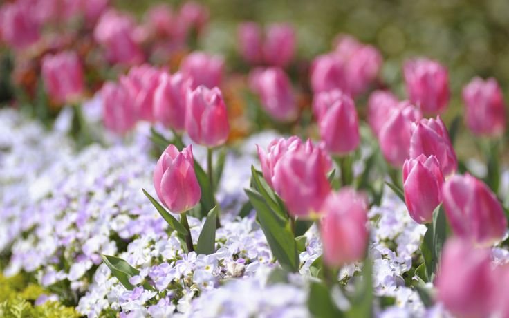 Весенний цвет