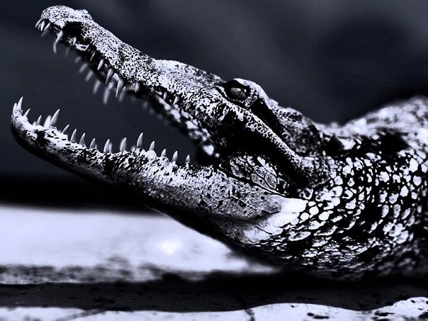 Гребнистый крокодил Эстетика