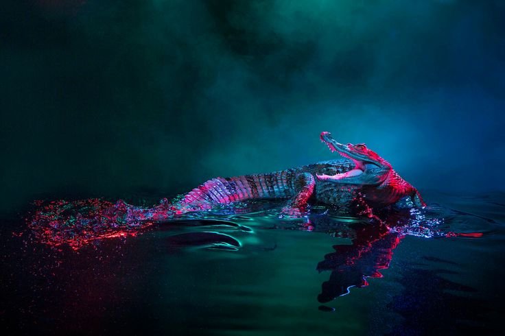 Крокодил арт