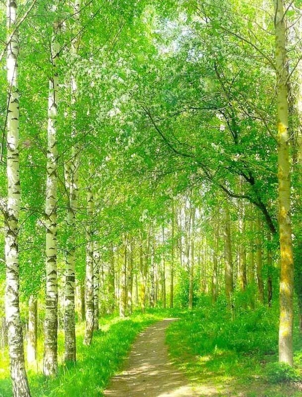 Тропинка в березовой роще