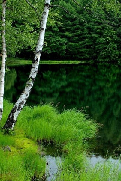 Заставка березы