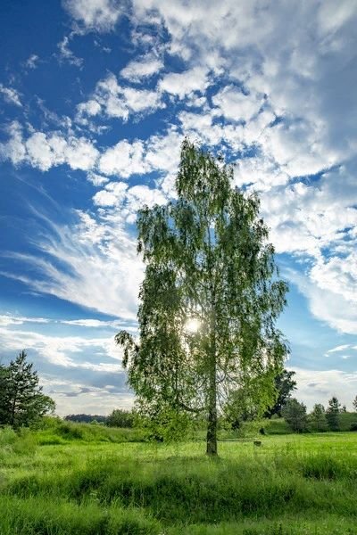 Березы России