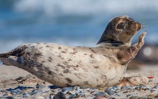 Кольчатая Нерпа
