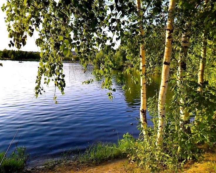 Березовая роща береза повислая