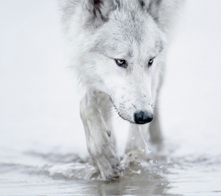 Волк идет по воде
