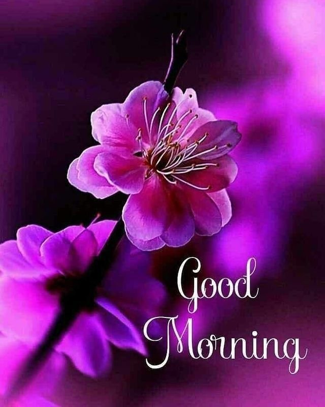 Фиолетовые цветы