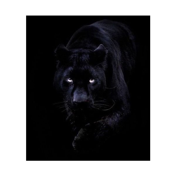 Черный фон картинка