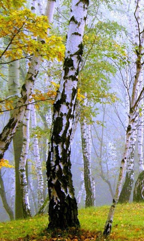 Красивая береза