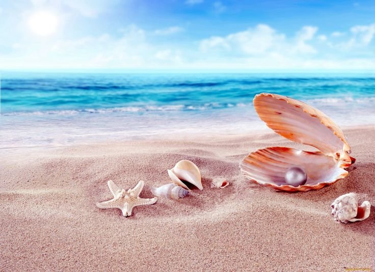 Красивые ракушки