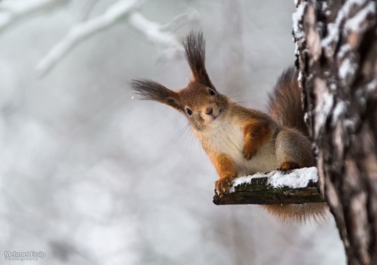 Белка Лесная