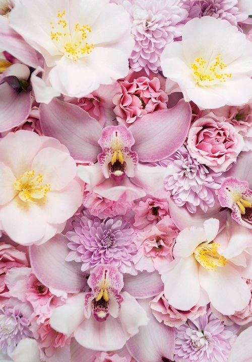 Розовые цветы