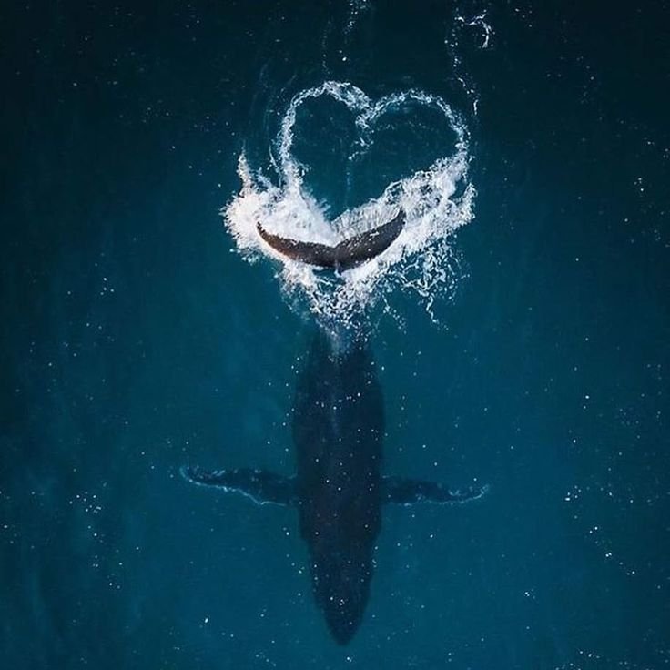 Кит заставка