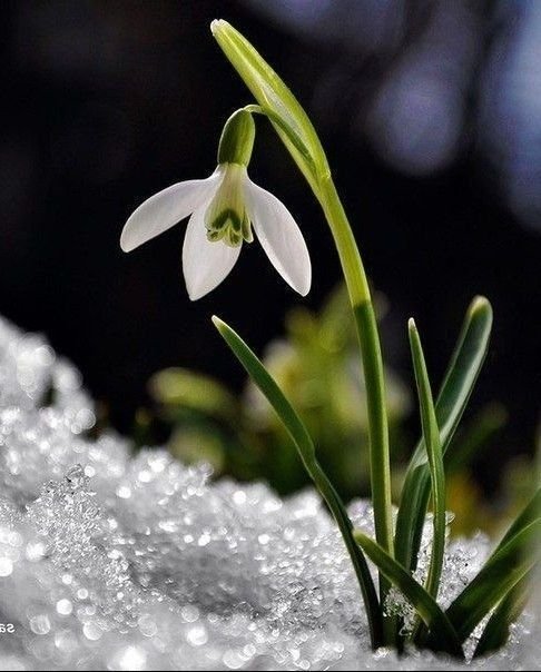 Подснежник (Galanthus)