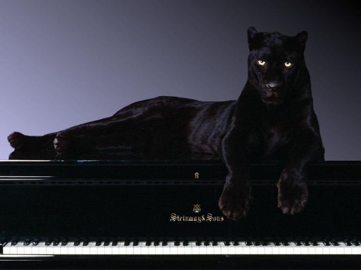 Обои на рабочий стол пантера