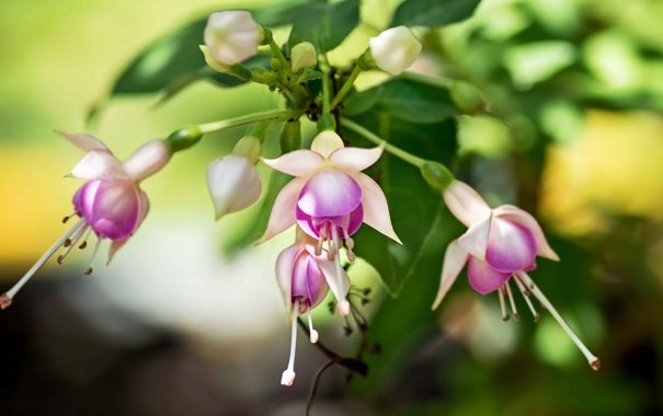 Фуксия растение