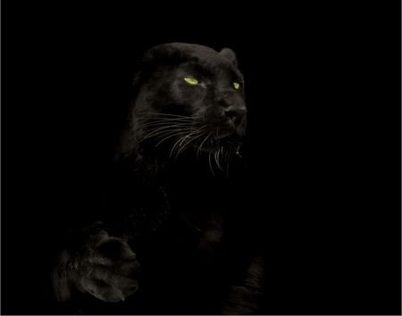 Пантера на черном фоне картинки