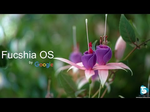 Фуксия Хэрри грей