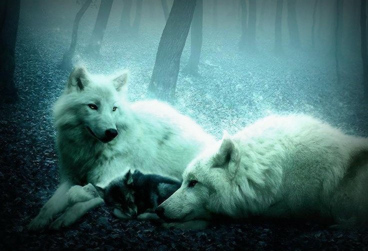 Волк волчица Волчонок семья