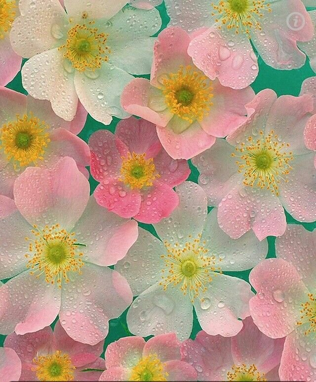 Красивые цветочки