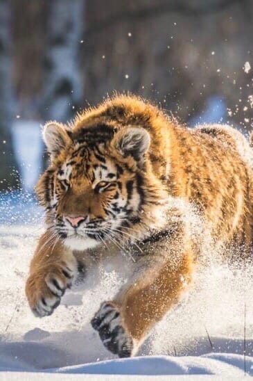 Тигр на снегу