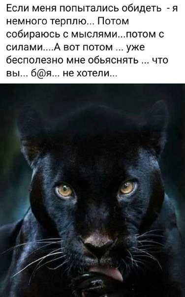 Черная пантера с зелеными глазами