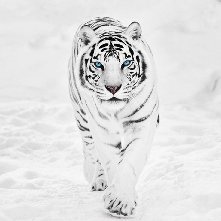 Бенгальский тигр альбинос