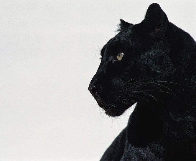 Пума меланист