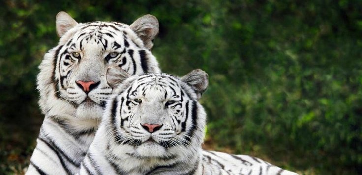 Тигр альбинос