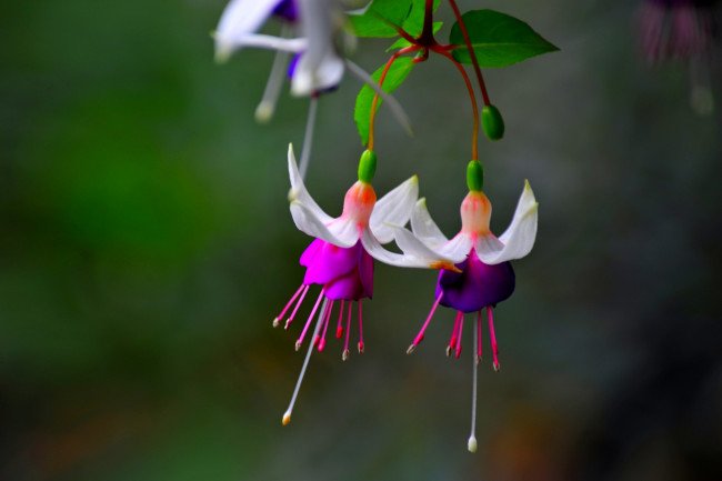 Фуксия Carolina Barbieux