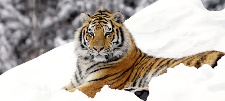 Снежный тигр