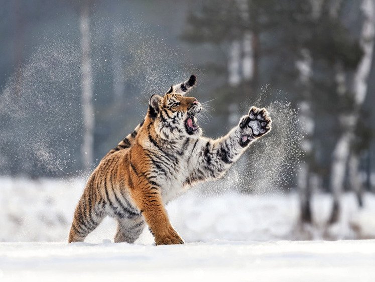 Амурский (Уссурийский) тигр