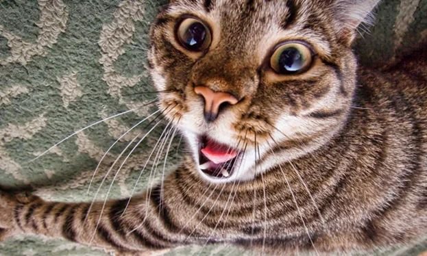 Смешные кошки