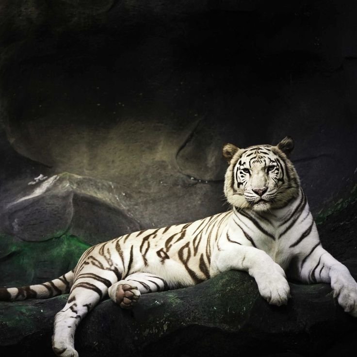 Белый тигр лежит